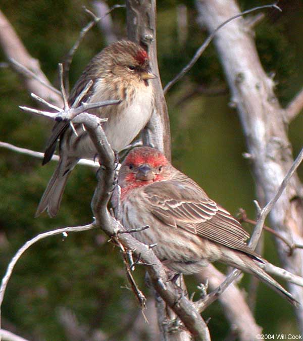 Common Redpoll (Carduelis flammea)