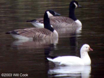 Ross's Goose (Chen rossii)