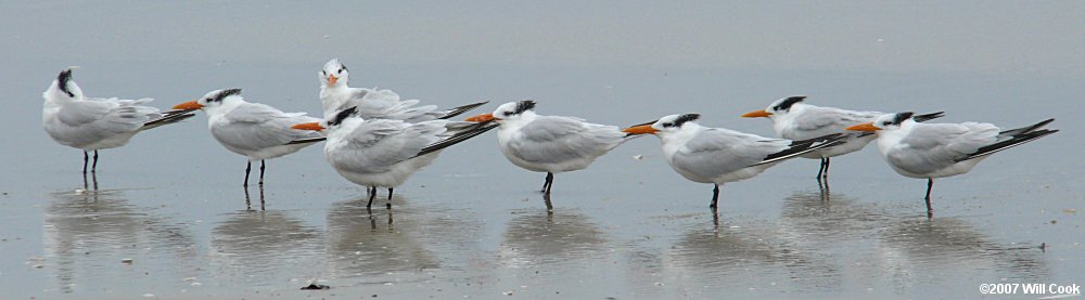 Royal Tern (Thalasseus maximus)