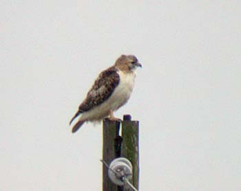 Red-tailed Hawk (Buteo jamaicensis)