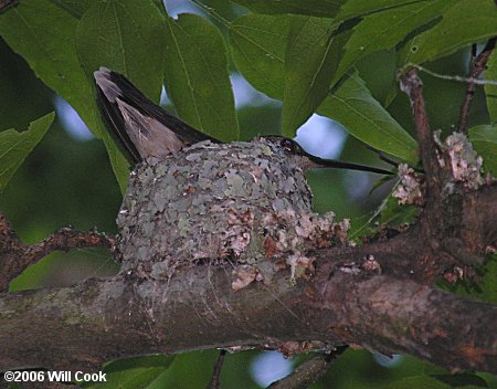 Ruby-throated Hummingbird (Archilochus colubris)