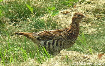 Ruffed Grouse (Bonasa umbellus)