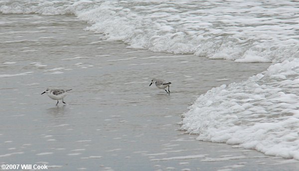 Sanderling (Calidris alba)