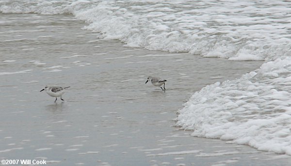 Sanderling (Calidris alba)