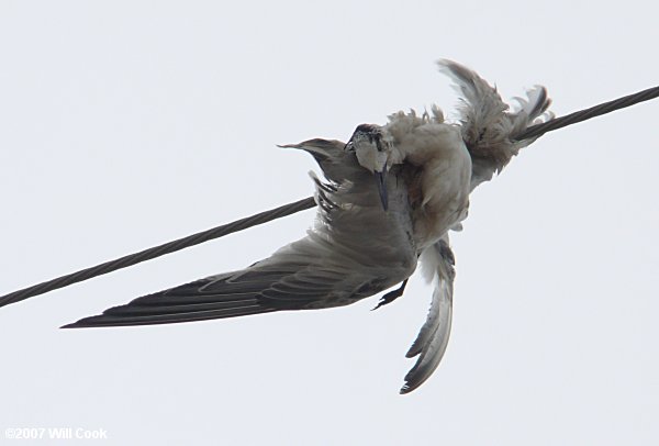 Sandwich Tern (Thalasseus sandvicensis)