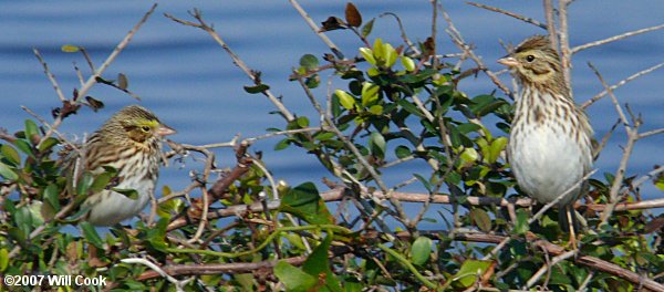 Savannah Sparrow (Passerculus sandwichensis)