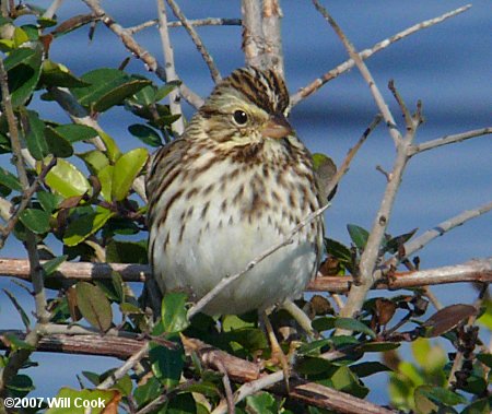 Savannah Sparrow (Passerculus sandwichensis)