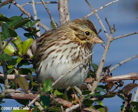 Savannah Sparrow (Passerculus sandwichensis)