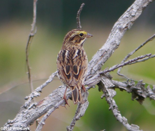 Savannah Sparrow (Passerculus sandwichensis)