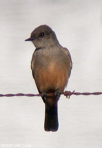 Say's Phoebe (Sayornis saya)