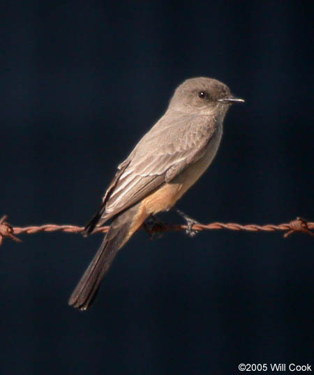 Say's Phoebe (Sayornis saya)