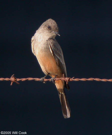 Say's Phoebe (Sayornis saya)