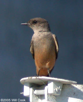 Say's Phoebe (Sayornis saya)