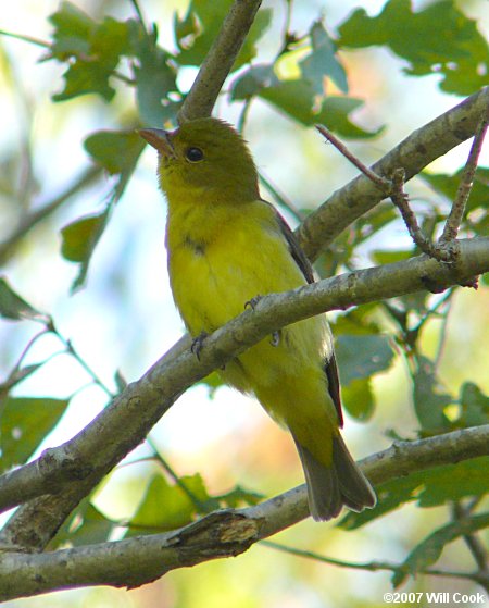 Scarlet Tanager (Piranga olivacea)