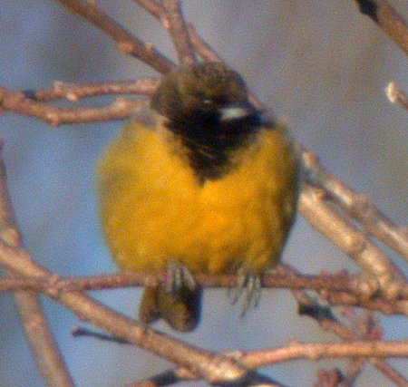 Scott's Oriole (Icterus parisorum)