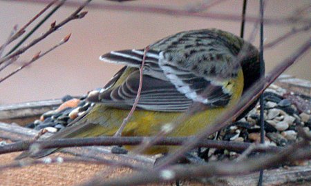 Scott's Oriole (Icterus parisorum)