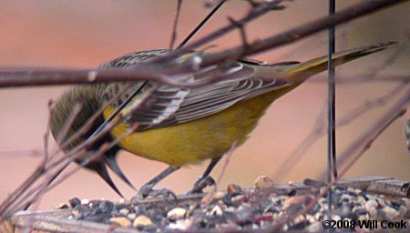 Scott's Oriole (Icterus parisorum)