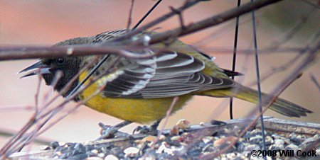 Scott's Oriole (Icterus parisorum)