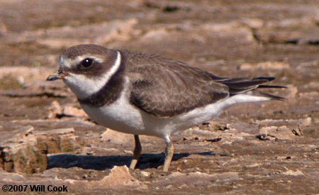 Semipalmated Plover (Charadrius semipalmatus)