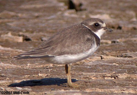 Semipalmated Plover (Charadrius semipalmatus)