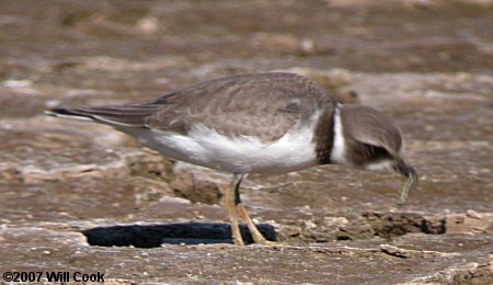 Semipalmated Plover (Charadrius semipalmatus)