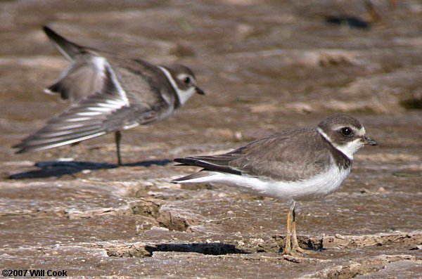 Semipalmated Plover (Charadrius semipalmatus)