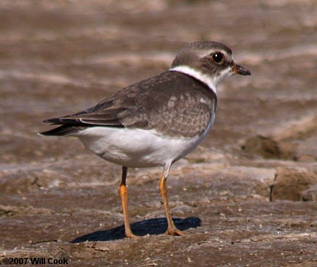 Semipalmated Plover (Charadrius semipalmatus)