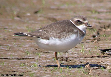 Semipalmated Plover (Charadrius semipalmatus)
