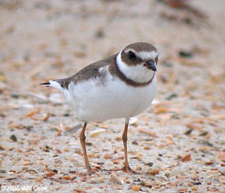 Semipalmated Plover (Charadrius semipalmatus)
