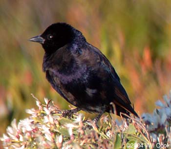 Shiny Cowbird (Molothrus bonariensis)