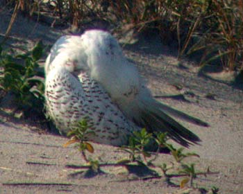 Snowy Owl (Bubo/Nyctea scandiacus)