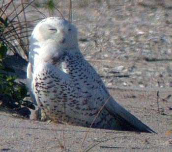 Snowy Owl (Bubo/Nyctea scandiacus)