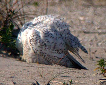 Snowy Owl (Bubo/Nyctea scandiacus)