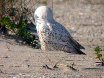 Snowy Owl (Bubo/Nyctea scandiacus)