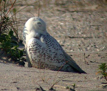 Snowy Owl (Bubo/Nyctea scandiacus)