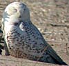 Snowy Owl at Bald Head Island