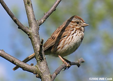 Song Sparrow (Melospiza melodia)