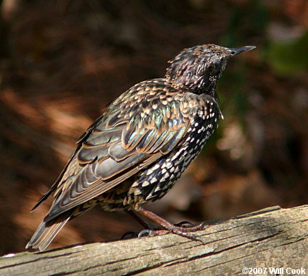 European Starling (Sturnus vulgaris)