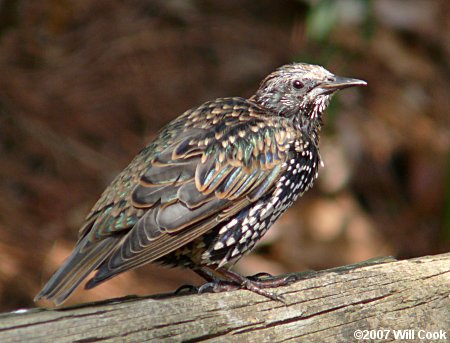 European Starling (Sturnus vulgaris)