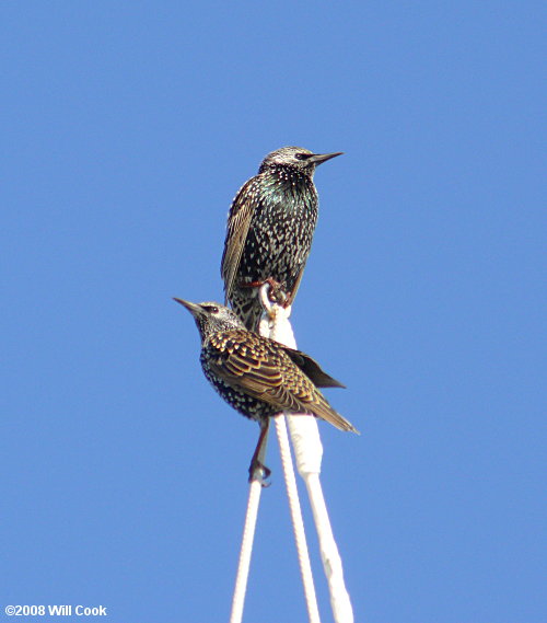 European Starling (Sturnus vulgaris)