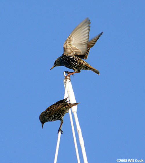 European Starling (Sturnus vulgaris)