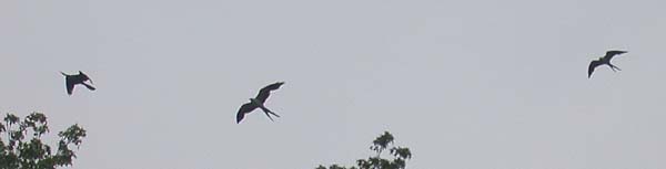 Swallow-tailed Kite (Elanoides forficatus)