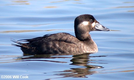 Surf Scoter (Melanitta perspicillata)