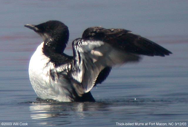 Thick-billed Murre (Uria lomvia)