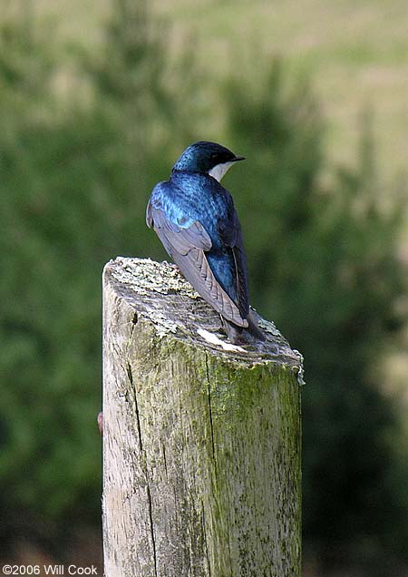 Tree Swallow (Tachycineta bicolor)