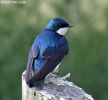 Tree Swallow (Tachycineta bicolor)