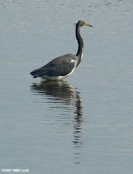 Tricolored Heron (Egretta tricolor)