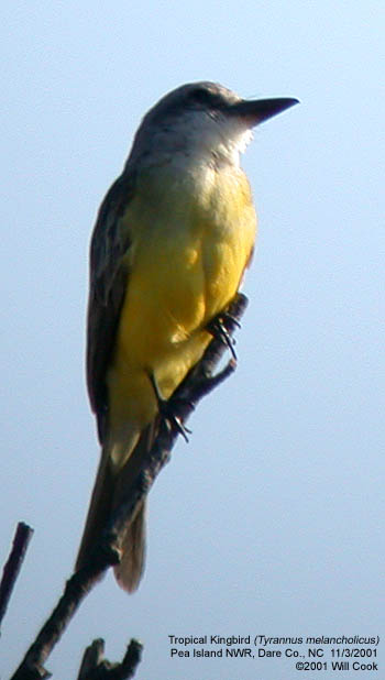 Tropical Kingbird (Tyrannus melancholicus)