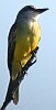 Tropical Kingbird at Pea Island