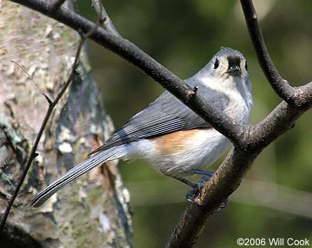 Tufted Titmouse (Baeolophus bicolor)